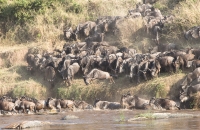 Jumping Wildebeests