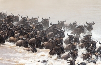 the masses cross the river