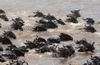 Wildebeest River Crossing