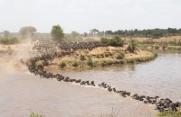 Wildebeest River Crossing