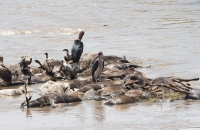 Yucky birds