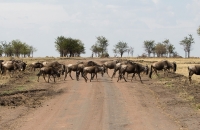 Wildebeest Crossing