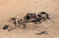 Ominous Wildebeest carcass