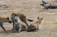 Hyenas looking mean