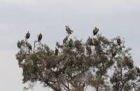 Tree of yucky birds