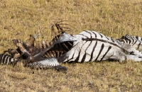 Dead Zebra