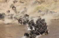 Wildebeest River Crossing