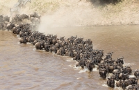 Wildebeest River Crossing