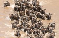Wildebeest River Crossing
