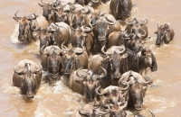 Wildebeest River Crossing