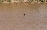 Lone Ranger