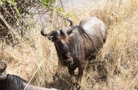 Wildebeest River Crossing