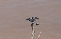 Nice bird