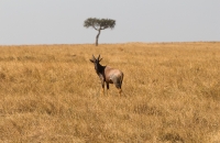 Another deer type thing
